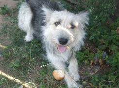 В Советском районе Волгограда собаки стали узниками в сгоревшем доме