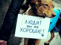 Зоозащитники Волгограда требуют «посадить» живодерок из Хабаровска, вспарывающих животы щенкам