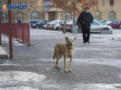 Стая собак напала на женщину на севере Волгограда