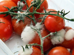 Стало известно, почему появляется плесень в волгоградских квартирах