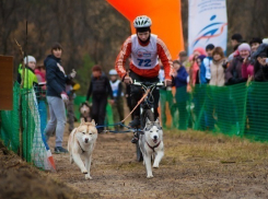 Впервые в Волгограде пройдут гонки на собаках - драйленд «Шелковый Путь»