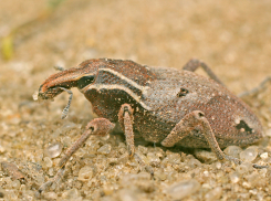 Краснокнижное насекомое вымирает в степях Волгоградской области
