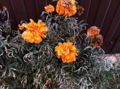 Под конец апреля в Волгоградскую область пришли заморозки