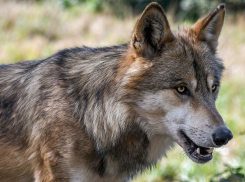 В Волгоградской области введен карантин из-за волка с бешенством