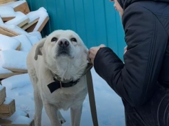 Предновогоднее чудо: осиротевшему волгоградскому псу Кокосу нашли дом 