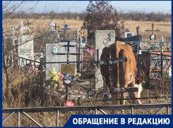 Кладбищенский погром: стадо коров топчет могилы, сносит кресты и ограды в Волгограде