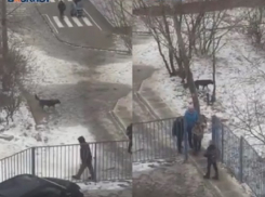 Бездомная собака нападает на школьников в Центральном районе Волгограда