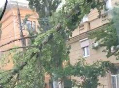 Поваленные сильным ветром на машины деревья в центре Волгограда сняли на видео
