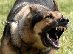 В Волгограде бродячие собаки загрызли 62-летнего дачника