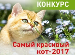 Объявляем о начале конкурса «Самый красивый кот-2017»