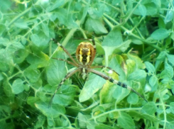 Эффектная самка Аргиопа Брюнниха в помидорной грядке испугала волгоградку 