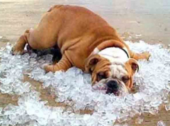 До +37 градусов разогреется воздух в Волгоградской области