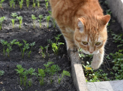Время закупать семена: лайфхаки для волгоградцев, как вырастить плодородный огород