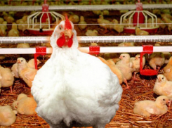 До 2017 года в Волгограде построят птицефабрику за 24 млрд