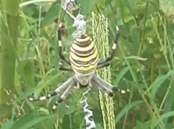 Волгоградцы страшатся яда паука-осы