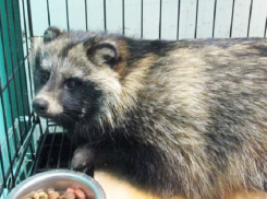 Енот-потеряшка из Волгограда ждет, когда за ним придут хозяева