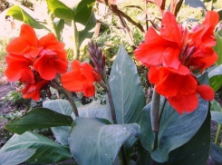 Центральная набережная в Волгограде расцветет алыми каннами