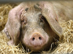 В Волгоградской области борются с последствиями чумы свиней
