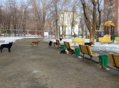 Детский парк в Кировском районе Волгограда оккупировала бродячая свора