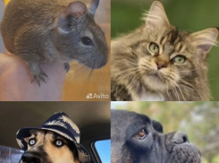 Чилийскую белочку, хаски и мейн-куна бесплатно отдают в Волгограде