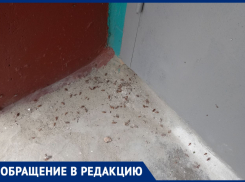 «Дождь» из тараканов стал нормой для жителей многоэтажки в Волгограде 