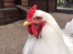 Яйца у нас не простые, а золотые, - волгоградский эксперт о росте цен