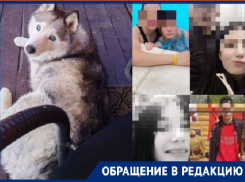 «Убили и пустили на мясо»: спасенную из жутких условий хаски ищут в Волгограде