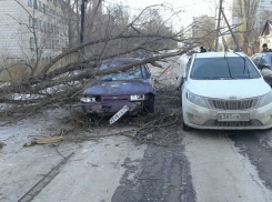 Две легковушки влетели в упавшее дерево на юге Волгограда