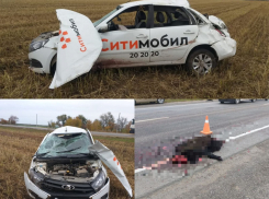 Водитель в больнице, кабаны мертвы: на трассе под Волгоградом таксист сбил диких свиней