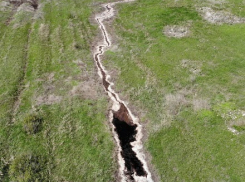 Блогер показал фото выжженых химикатами деревьев в Тракторозаводском районе Волгограда