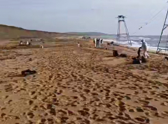 Волгоградцев зовут на мазутную битву