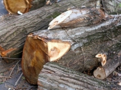 В Волгограде связисты заплатили миллионный штраф за вырубку вязов