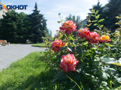 Жара +42 градуса ожидается в Волгоградской области