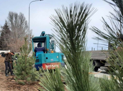В центре Волгограда начали менять уничтоженные коварной златкой сосны на склоне Набережной