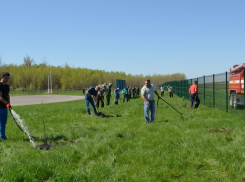Аллеи Победы из катальп высадили в Волгоградской области