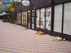 Владельцам собак в Волгоградской области может грозить до 200 тысяч рублей штрафа за «покусы»