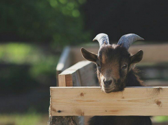 Открывшуюся ферму-парк экзотических птиц обсуждают в Волгограде