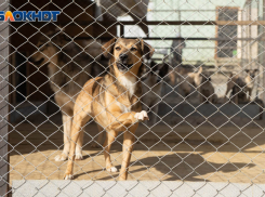 Собака набросилась на женщину во дворе в Волгоградской области