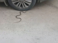 «Сбежавшую со свадьбы» гадюку обнаружил волжанин под колесами автомобиля