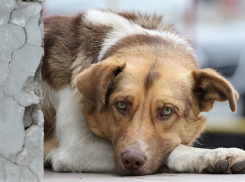 В центре Волгограда за 1,2 млн отловят 470 безнадзорных собак