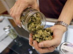 Жителя Фролово осудили на 10 лет за изготовление и попытку сбыта марихуаны 