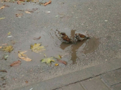 Дождем и туманом встретило воскресенье жителей Волгограда