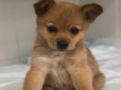 Умер щенок с «дельфиньими лапками» в Волгограде