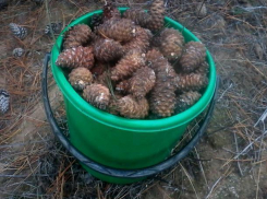 Волгоградские школьники ищут шишки