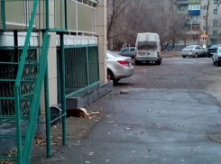 Волгоградка отравила собак на глазах у детей