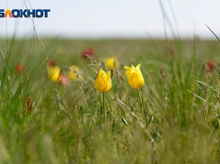 В День России Волгоград накроет удушающая жара