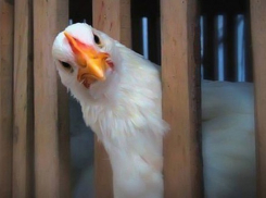 В Волгограде пытались реализовать сомнительное куриное мясо