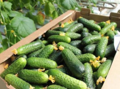 Один миллион тонн овощей собрали в Волгоградской области