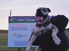«Уши. Лапы. Хвост»: в Урюпинске проходят бесплатные занятия с кинологом