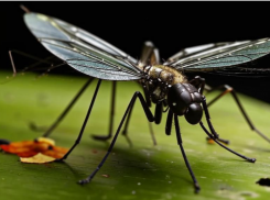18 волгоградцев заразились опасной лихорадкой после комариных укусов 